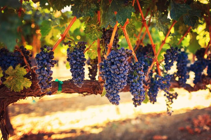 Wine Country Vacation Packages